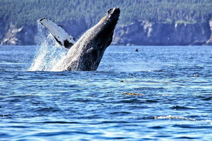 Visit the Oregon Coast for Whale Watch Week Dec. 27 - 31 - 1430 KYKN