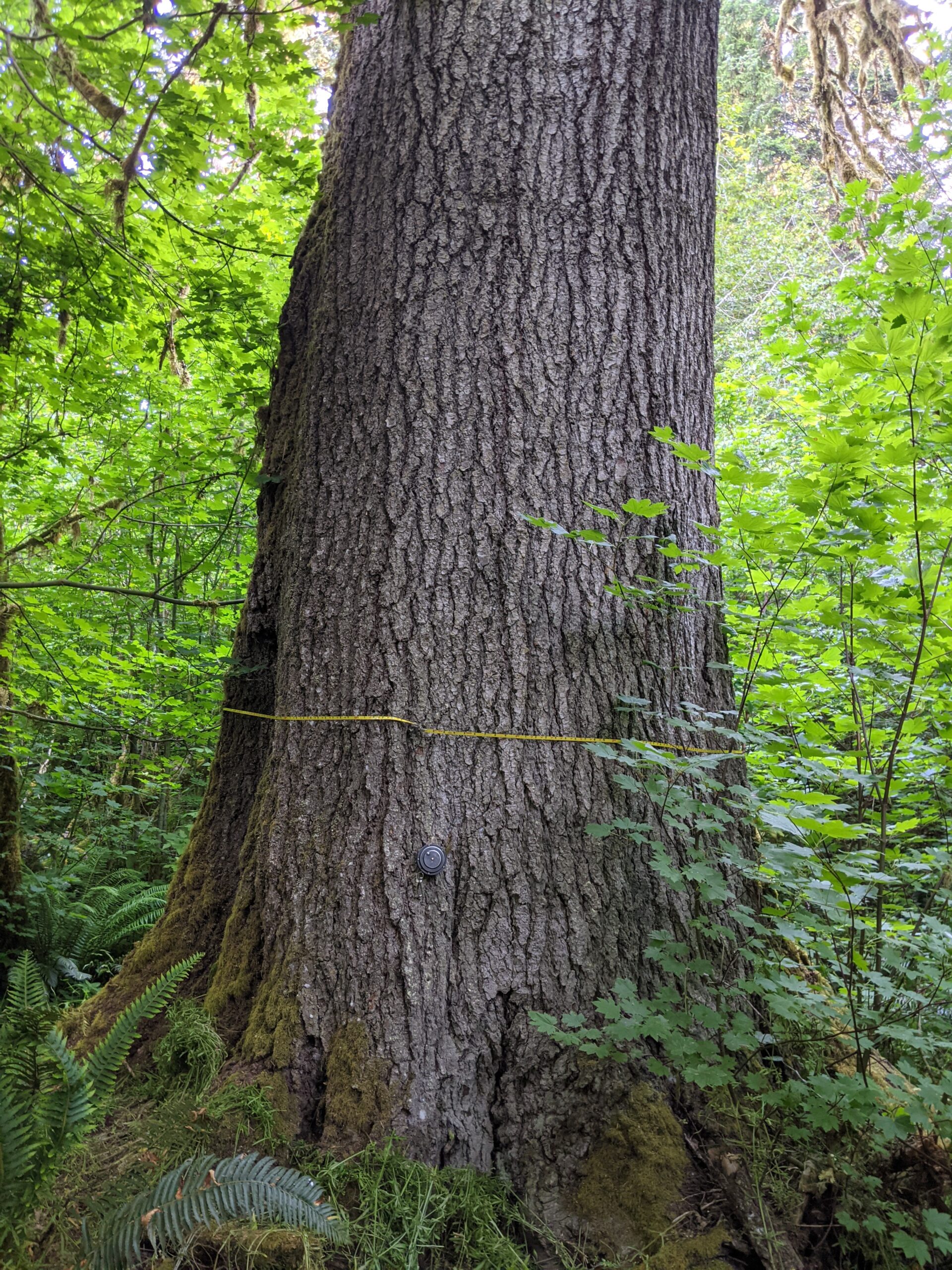 Oregon Heritage Tree to be Dedicated in Clatsop County - 1430 KYKN